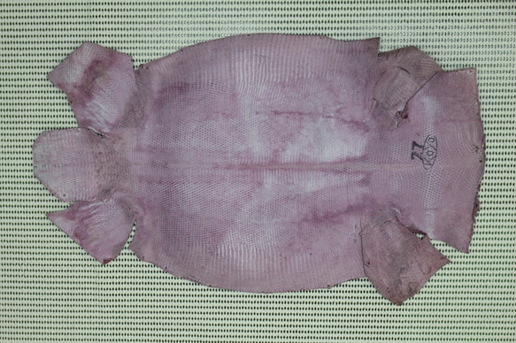 トカゲ（リザード革）パープル※一般的なラウンド型財布が1本分とれるサイズ保障 4枚目の画像