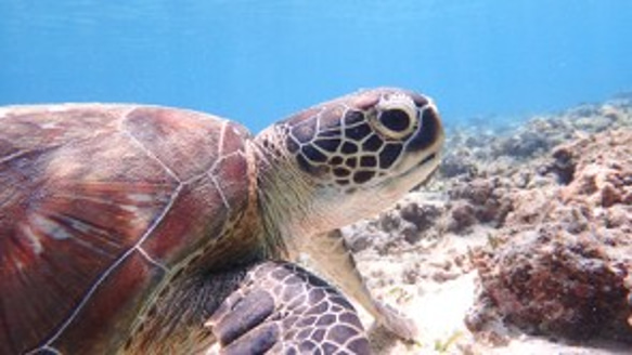 海と陸の生き物のポストカード 1枚目の画像