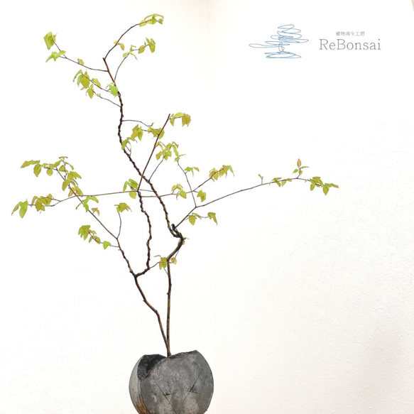 インテリア盆栽「ヤマコウバシ」 盆栽 ReBonsai 通販 11948542