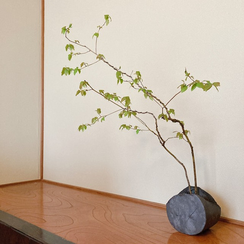 インテリア盆栽「ヤマコウバシ」 盆栽 ReBonsai 通販 11948542