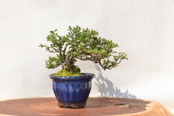 インテリア盆栽「長寿梅」 3枚目の画像