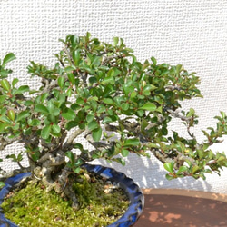 インテリア盆栽「長寿梅」 4枚目の画像