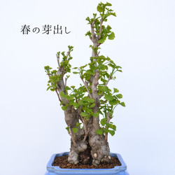 インテリア盆栽「銀杏」 4枚目の画像