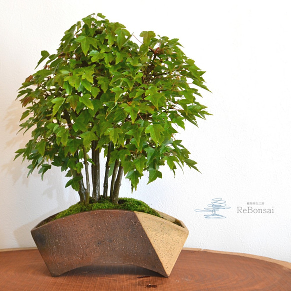 盆栽　楓　インテリアに インテリア盆栽「楓」 盆栽 ReBonsai 通販 12017285｜Creema