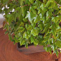 インテリア盆栽「楓」 3枚目の画像