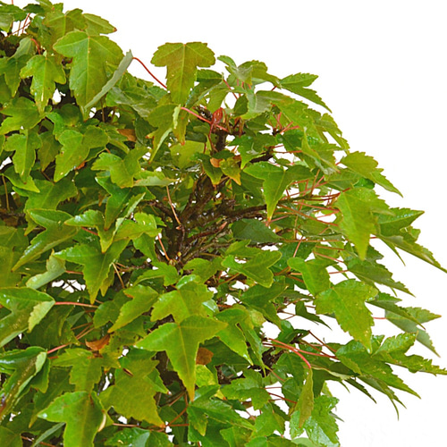 インテリア盆栽「楓」 盆栽 ReBonsai 通販 12017285｜Creema