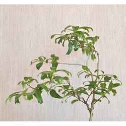 インテリア盆栽「椿」 3枚目の画像