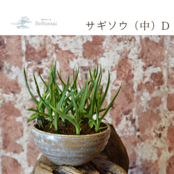 インテリア盆栽「サギソウ」中 5枚目の画像