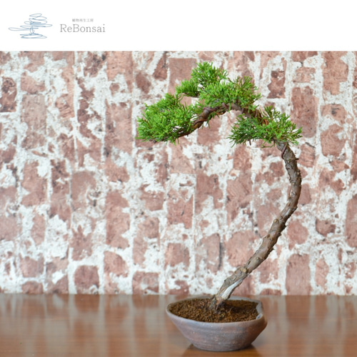 インテリア盆栽「真柏」 盆栽 ReBonsai 通販 12443637｜Creema