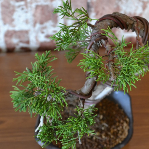 インテリア盆栽「真柏」 盆栽 ReBonsai 通販 12443637｜Creema
