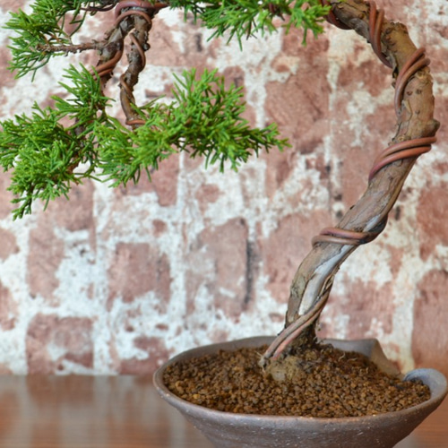 盆栽 『真柏』 和風 インテリア 観葉植物 園芸 オブジェ 送料