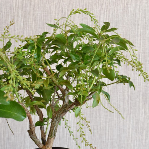 インテリア盆栽「馬酔木 - アセビ」 盆栽 ReBonsai 通販
