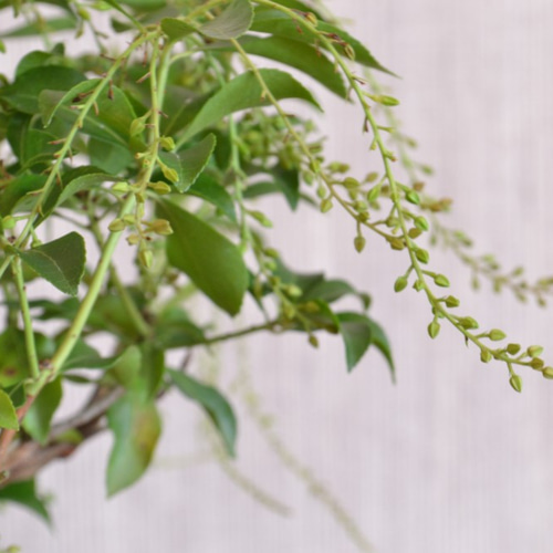 インテリア盆栽「馬酔木 - アセビ」 盆栽 ReBonsai 通販 12829769