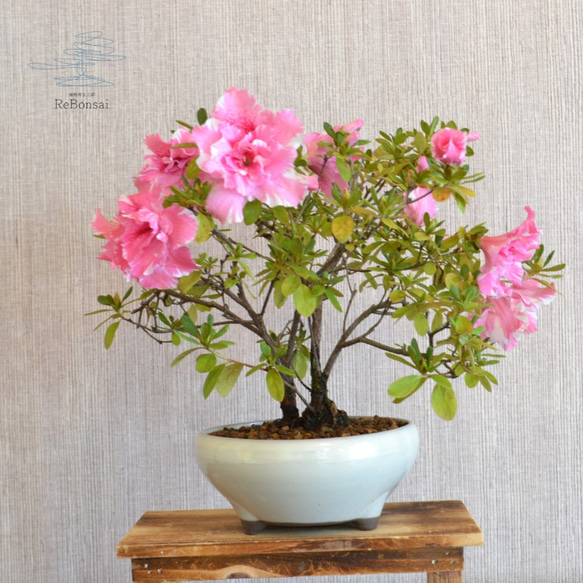 インテリア盆栽「ツツジ」 盆栽 ReBonsai 通販 12829994｜Creema