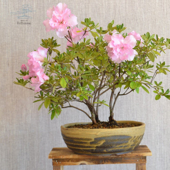 ツツジ造花盆栽 本絹手造り 鉢付 総高さ40㎝ 茶道具 茶室飾 インテリア 置物 ツツジ造花盆栽 本絹手造り 鉢付 総高さ40㎝ 茶道具 茶室飾