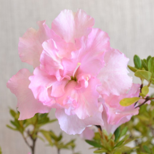 【引き取り限定】ツツジ 盆栽 ピンク 花　※値下げ可 haniwa-bonsai_140-23800-04