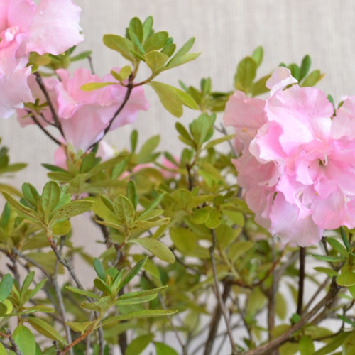 引き取り限定】ツツジ 盆栽 ピンク 花 ※値下げ可 haniwa-bonsai_140