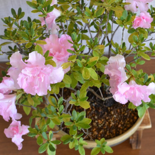 ツツジ造花盆栽 本絹手造り 鉢付 総高さ40㎝ 茶道具 茶室飾 インテリア 置物 インテリア盆栽「ツツジ」 盆栽 ReBonsai 通販 12830006｜Creema