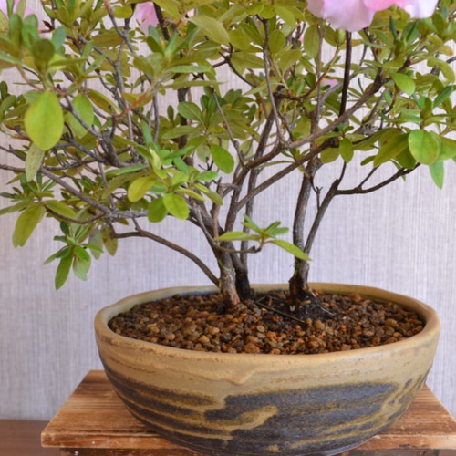 インテリア盆栽「ツツジ」 盆栽 ReBonsai 通販 12830006｜Creema 