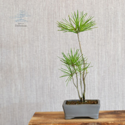 インテリア盆栽「黒松の寄せ植え」 盆栽 ReBonsai 通販 12830381