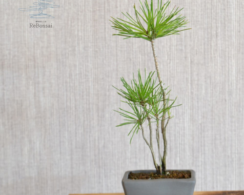 黒松 寄せ植え 盆栽 黒松寄せ植え 盆栽 - メルカリ