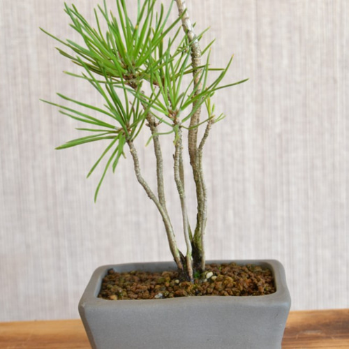 インテリア盆栽「黒松の寄せ植え」 盆栽 ReBonsai 通販 12830381