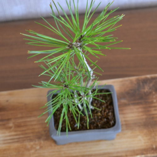 インテリア盆栽「黒松の寄せ植え」 盆栽 ReBonsai 通販 12830381