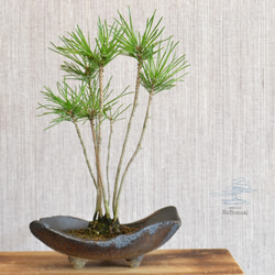 インテリア盆栽「馬酔木 - アセビ」 盆栽 ReBonsai 通販