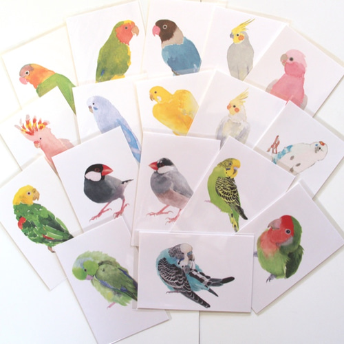 ★決算特価商品★ 鳥 ポストカード お好きなポストカード 4枚 660円〜 / 鳥 インコ 額縁