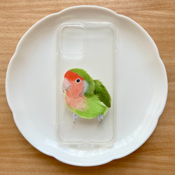 p-jet　コザクラインコ　ノーマル　（ TPUソフト　クリア　スマホケース  iPhone 15 ） / 鳥 インコ 1枚目の画像