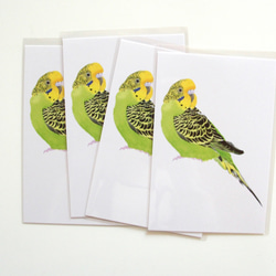 水彩　緑のセキセイインコ のポストカード　4枚セット　p-30×4 /  鳥 インコ セキセイインコ 1枚目の画像