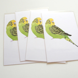 水彩　緑のセキセイインコ のポストカード　4枚セット　p-30×4 /  鳥 インコ セキセイインコ 2枚目の画像