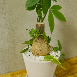 【送料無料】パキラ 白色鉢 寄せ植え < 人気の ポトス プテリス > 虫が出ないハイドロボール植え 5枚目の画像