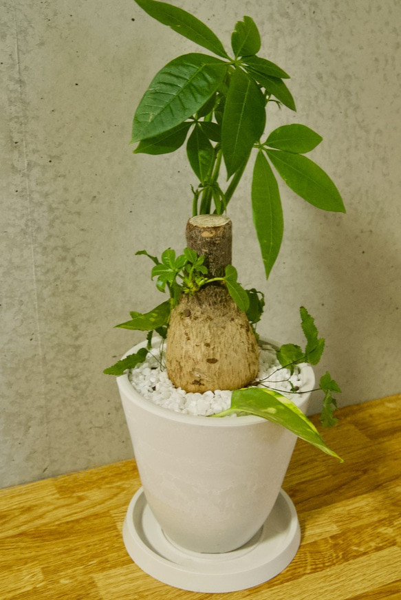 【送料無料】パキラ 白色鉢 寄せ植え < 人気の ポトス プテリス > 虫が出ないハイドロボール植え 5枚目の画像