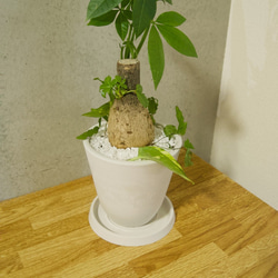 【送料無料】パキラ 白色鉢 寄せ植え < 人気の ポトス プテリス > 虫が出ないハイドロボール植え 7枚目の画像