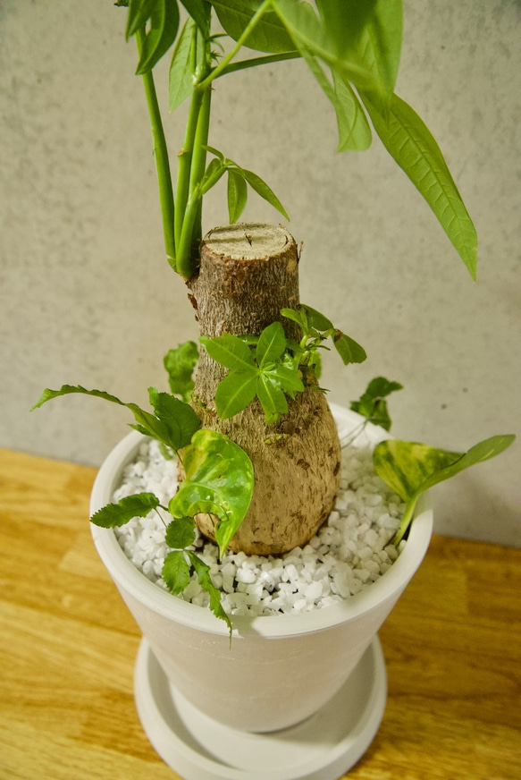 【送料無料】パキラ 白色鉢 寄せ植え < 人気の ポトス プテリス > 虫が出ないハイドロボール植え 8枚目の画像