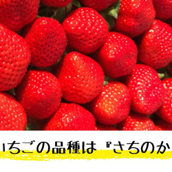 【6ｘ6カップ】★両方食べたい人に★「ぷち苺」「さら苺」6ｘ6カップ 練乳付き 8枚目の画像