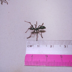 ガラスのアリ【受注制作】 2枚目の画像