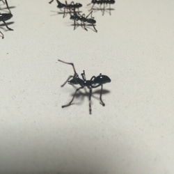 ガラスのアリ【受注制作】 3枚目の画像