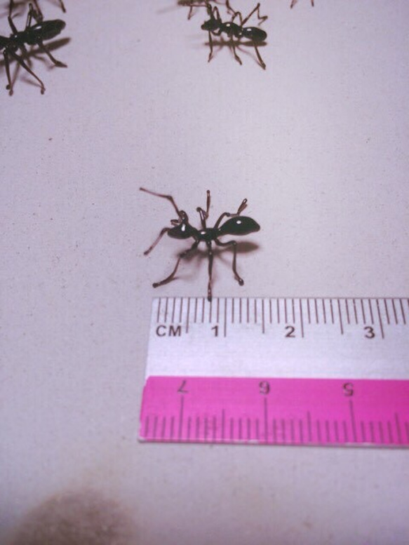 ガラスのアリ【受注制作】 1枚目の画像