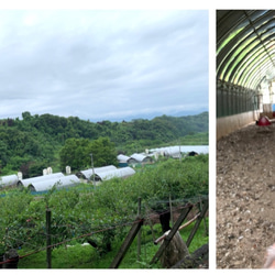 「ばねじゃらし」専用 交換おもちゃ クラファンで大人気！選べる３種類！ 2枚目の画像