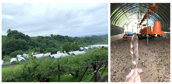 「ばねじゃらし」専用 交換おもちゃ クラファンで大人気！選べる３種類！ 2枚目の画像