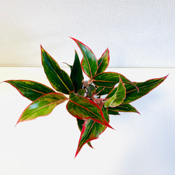ハイドロカルチャー　アグラオネマ  レッドゴールド　小石原焼　陶器　観葉植物 2枚目の画像