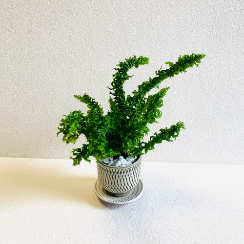 hinanami様確認用 ネフロレピス　スコッチモス hinanami様確認用 ネフロレピス スコッチモス hinanami様確認用