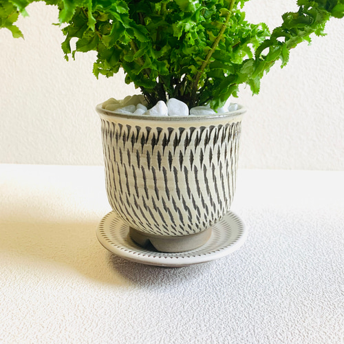 ネフロレピス スコッチモス シダ 植木鉢 小鹿田焼 受皿付き 小石原焼