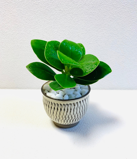 cay♡さま専用 ジャンケンさま専用。山採りドウダンツツジ。 山採り