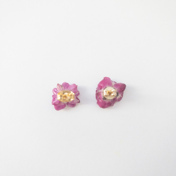姫バラ　ピアス✳︎生花のアクセサリー 2枚目の画像