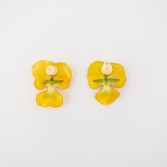 ビオラ　パンプキン　ピアス　✳︎生花のアクセサリー 3枚目の画像