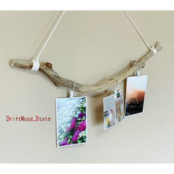 流木インテリア うねりを描く枝の曲線が美しいフォトハンガー 写真 ディスプレイ ウォールデコ 自然 壁掛け 北欧 2枚目の画像