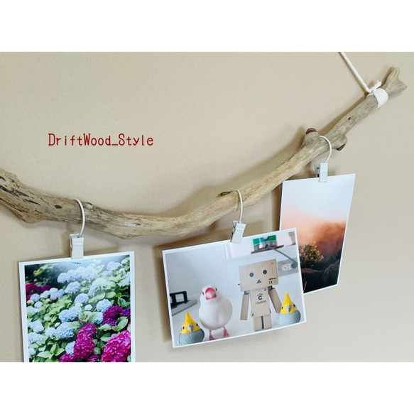 流木インテリア うねりを描く枝の曲線が美しいフォトハンガー 写真 ディスプレイ ウォールデコ 自然 壁掛け 北欧 4枚目の画像